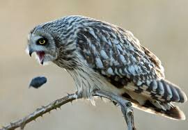 What Is An Owl Pellet? (The Astonishing Regurgitation)