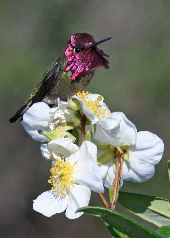 Anna%2527sHummingbird.jpg