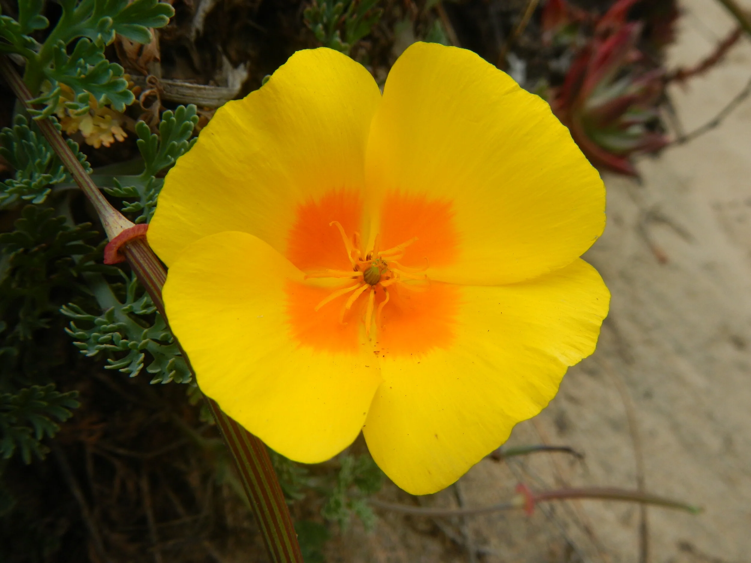 The California Poppy — Coastside Land Trust