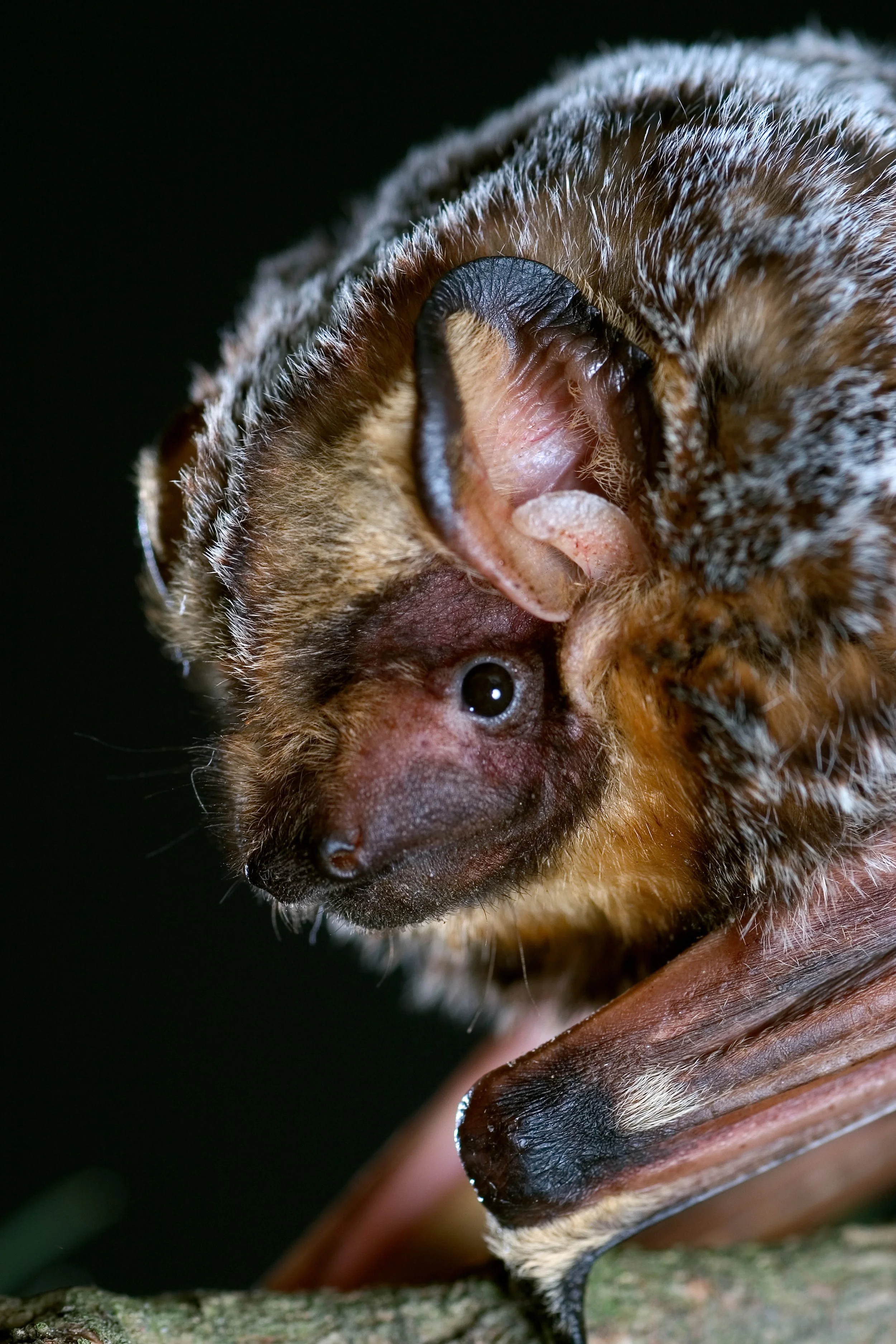 The Conservation And Ecological Role Of California Bats Recording