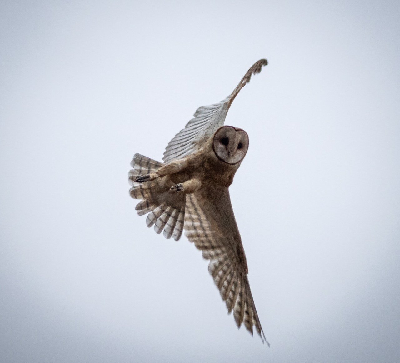 Owl Pellets — Coastside Land Trust