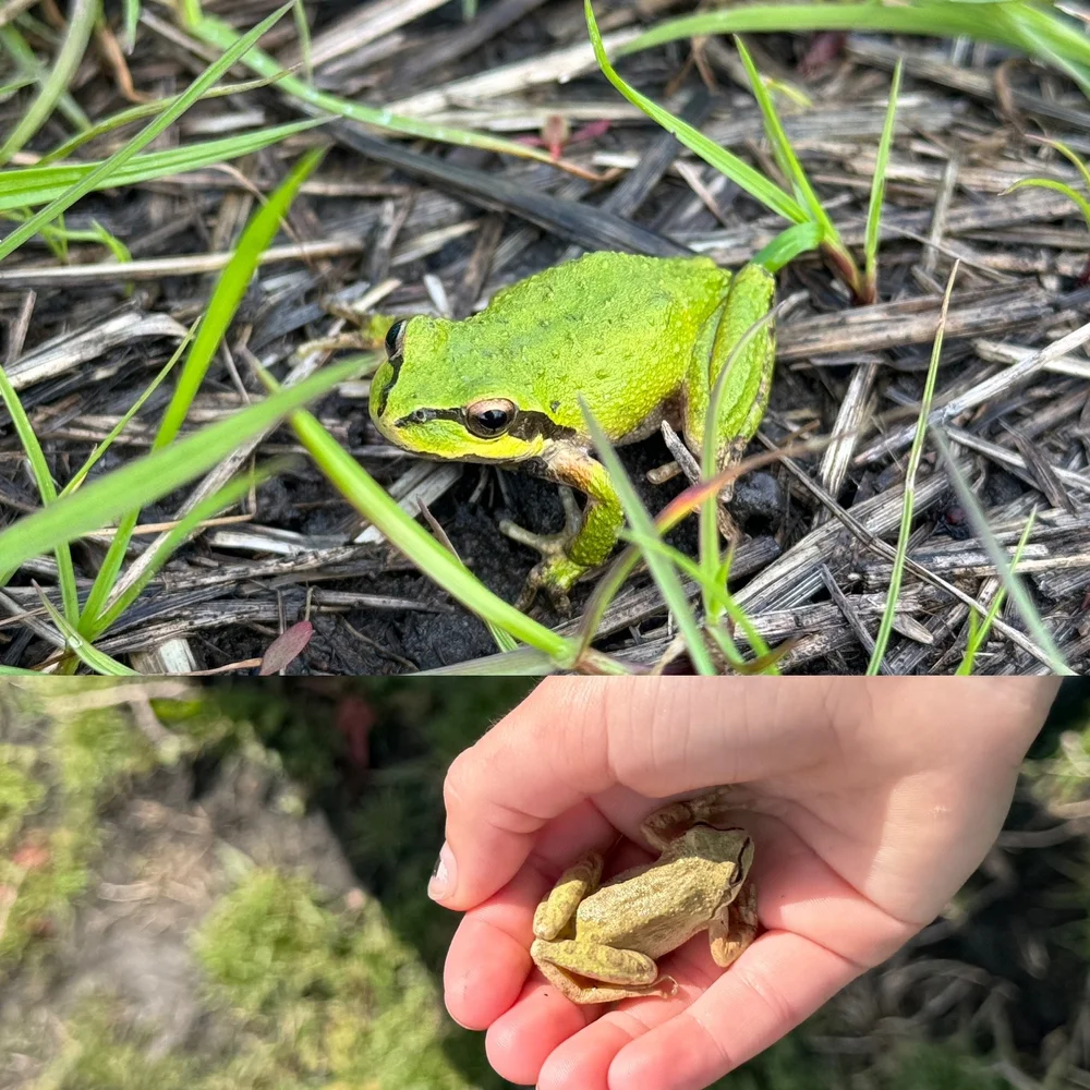 A Chorus Of Pacific Tree Frogs — Coastside Land Trust