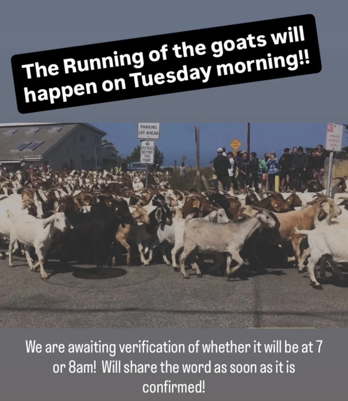 The Running of the Goats is on for Tuesday morning! — Coastside Land Trust