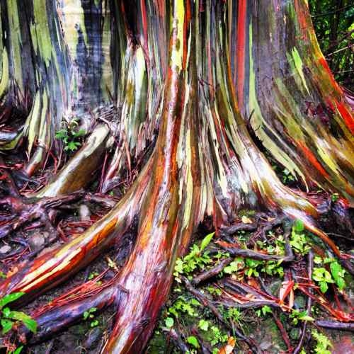 RAINBOW EUCALYPTUS, MAUI -- PHOTOGRAPH BY KATHLEEN WILLIAMSON