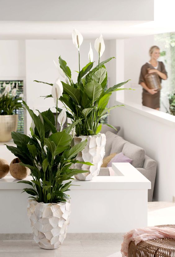 3 especies de plantas bonitas, indestructibles y purificadoras de aire —  EMMME STUDIO | interiorismo