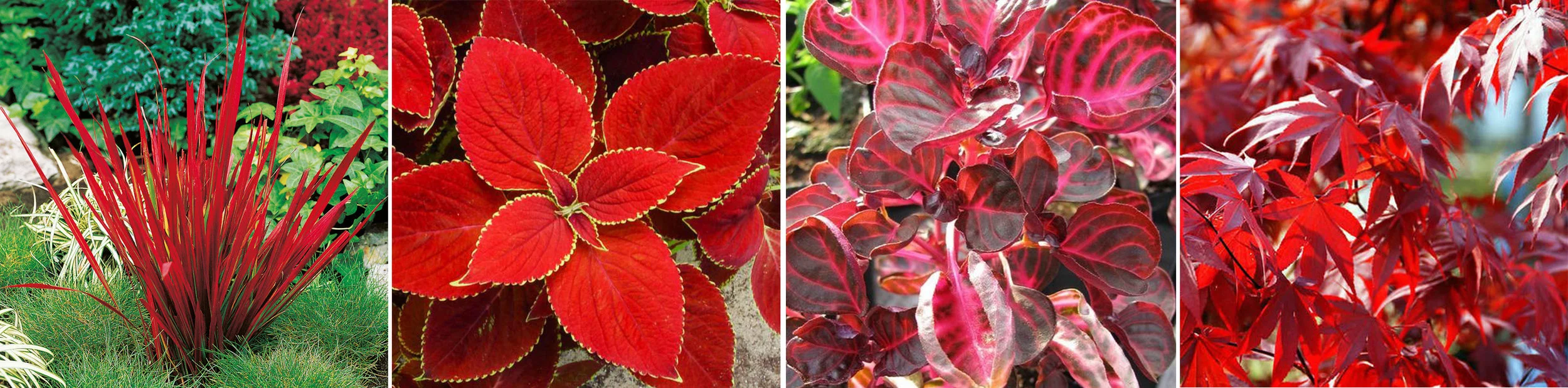 Imperata cylindrica ‘Red Baron’ (Barón rojo) | Coleus ‘Red Coat’ (Cóleo o cretona) | Iresine lindenii ( Iresine u hoja de sangre) | Acer palmatum ‘Fire Glow’ (Arce japonés)