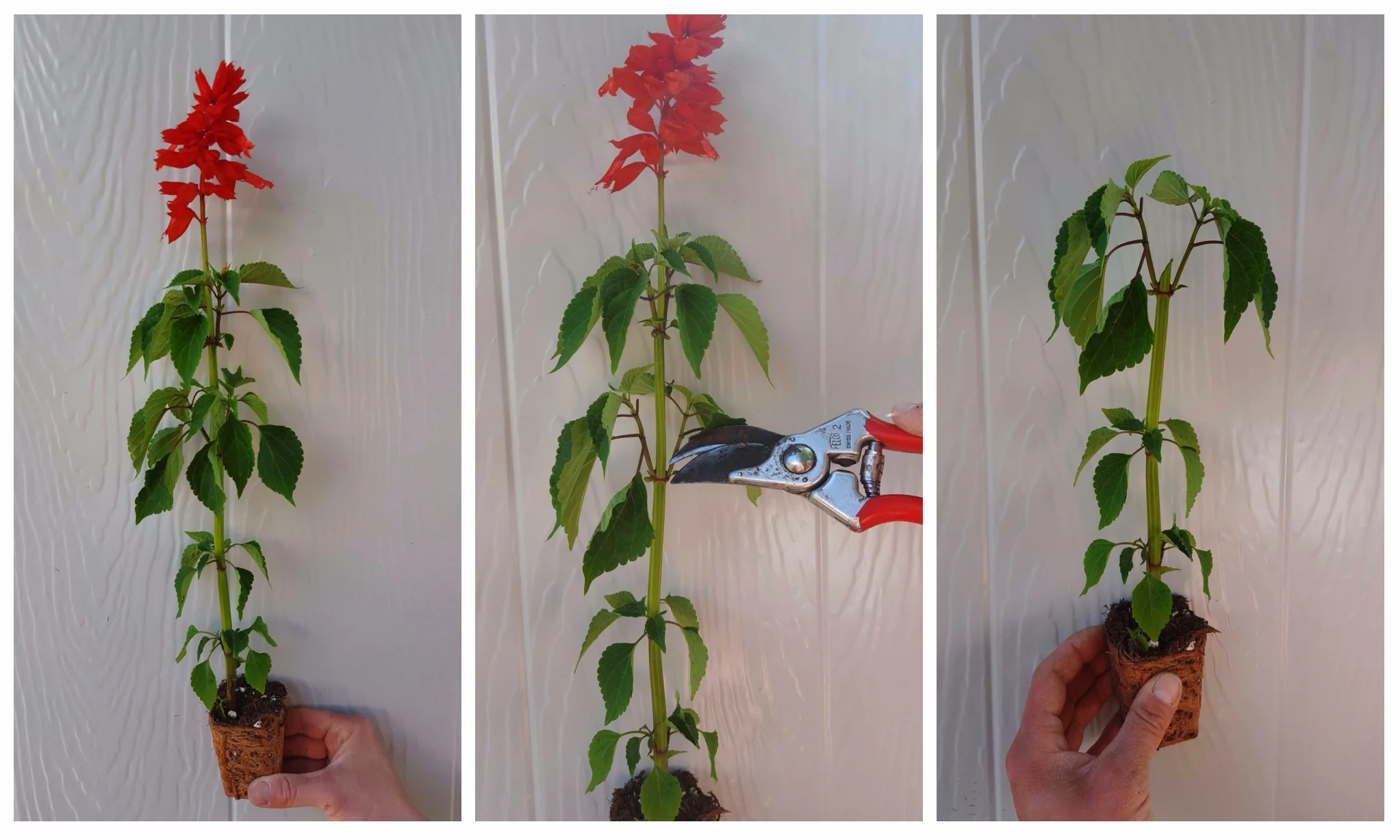Pinching salvias makes them strong, bushy, and floriferous! 