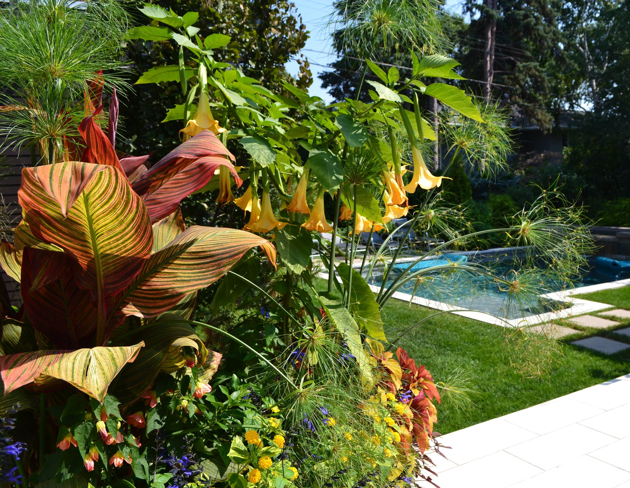 These tropical annuals love full sun -- canna lilies, brugmansia, lantana, etc.