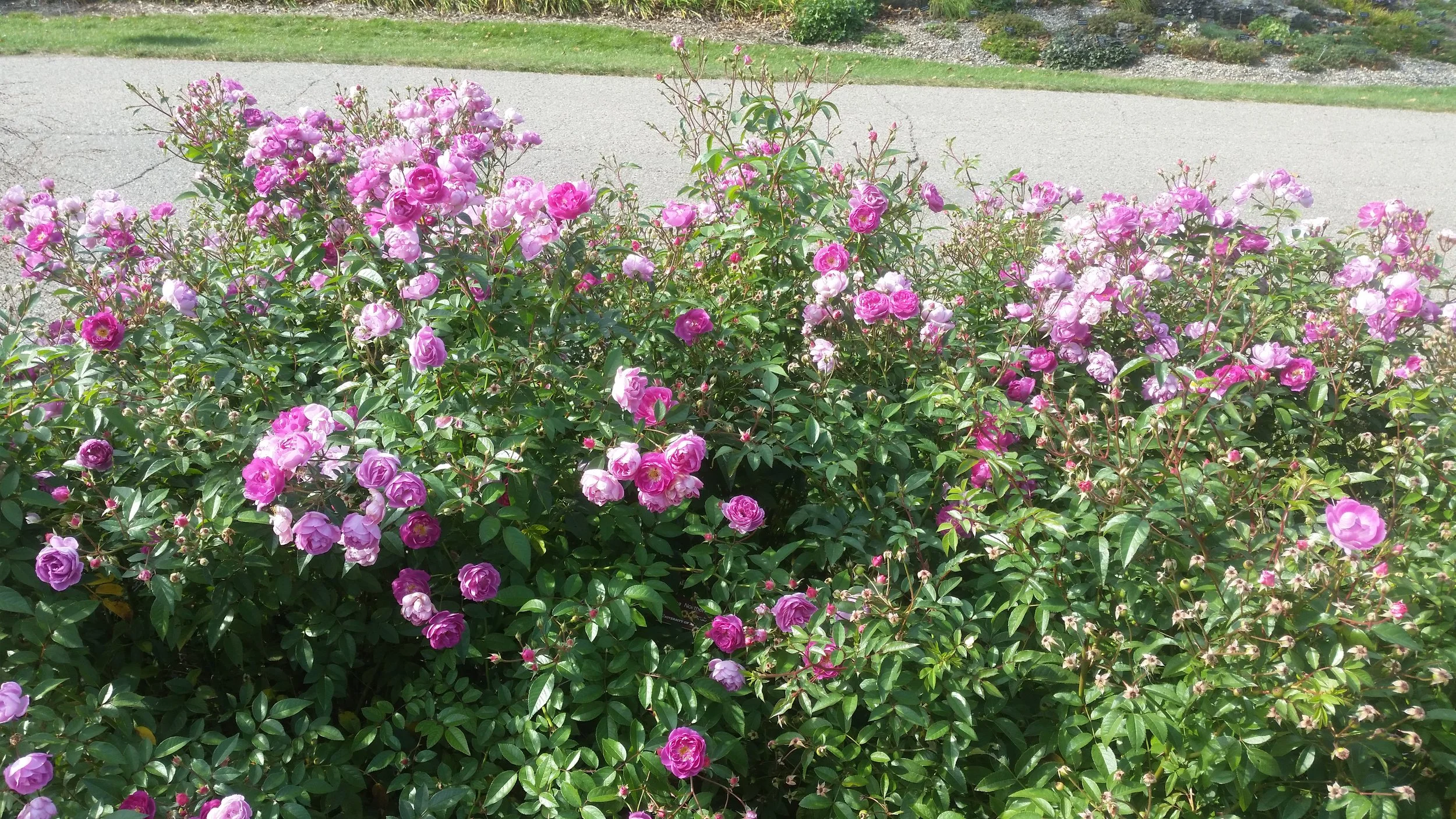 Rosa 'Northern Accents Sven' (a hardy shrub rose) puts on a riotous display of blooms at the MN Landscape Arboretum.