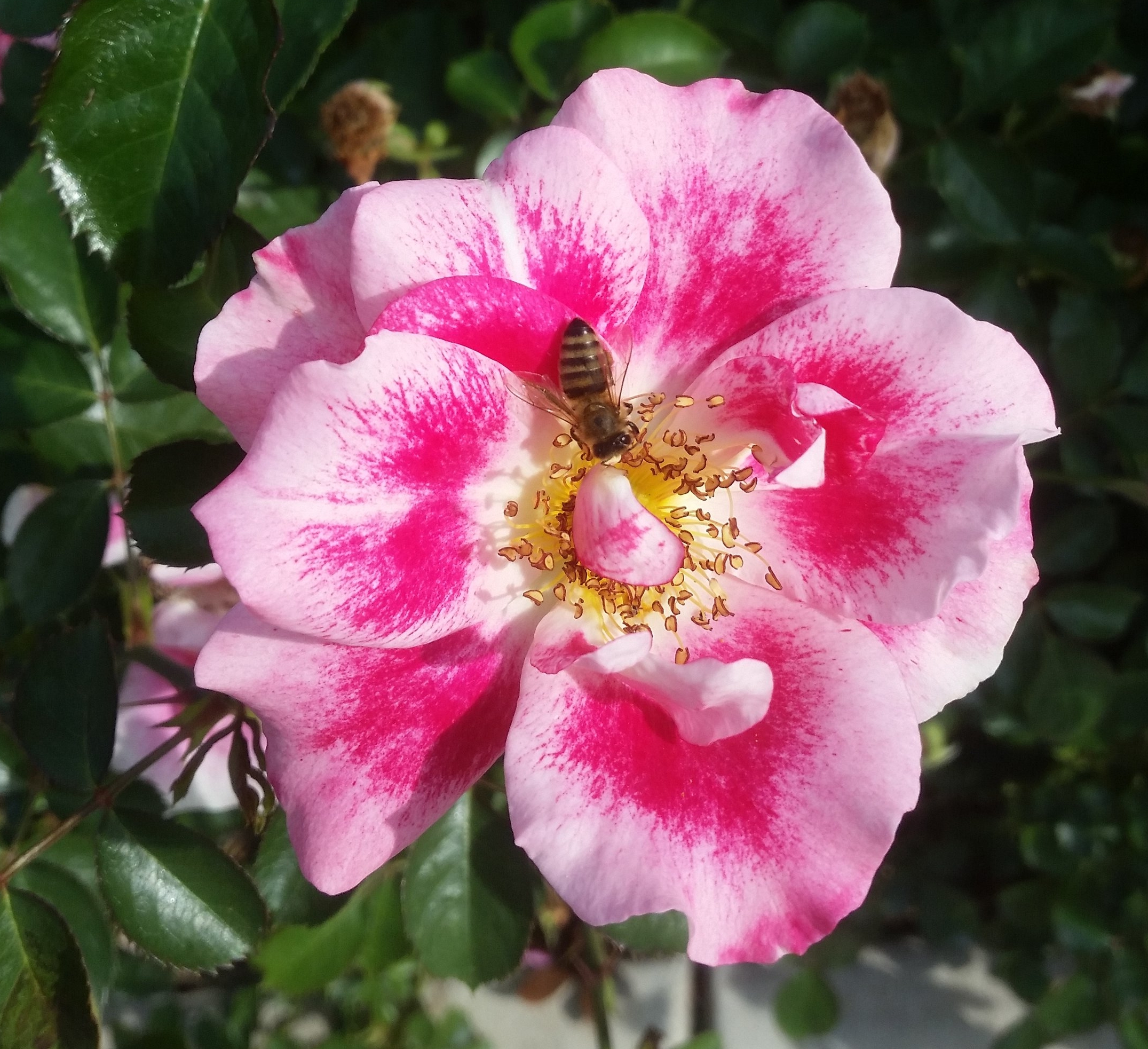 Deer love roses almost as much as bees do!