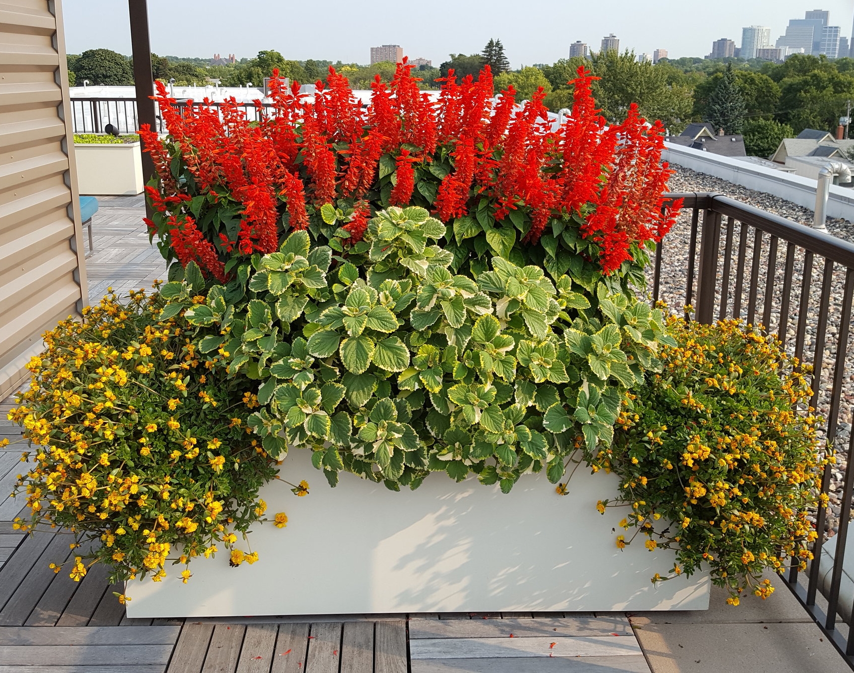 'Lighthouse Red' is tough and gorgeous in a rooftop planting.