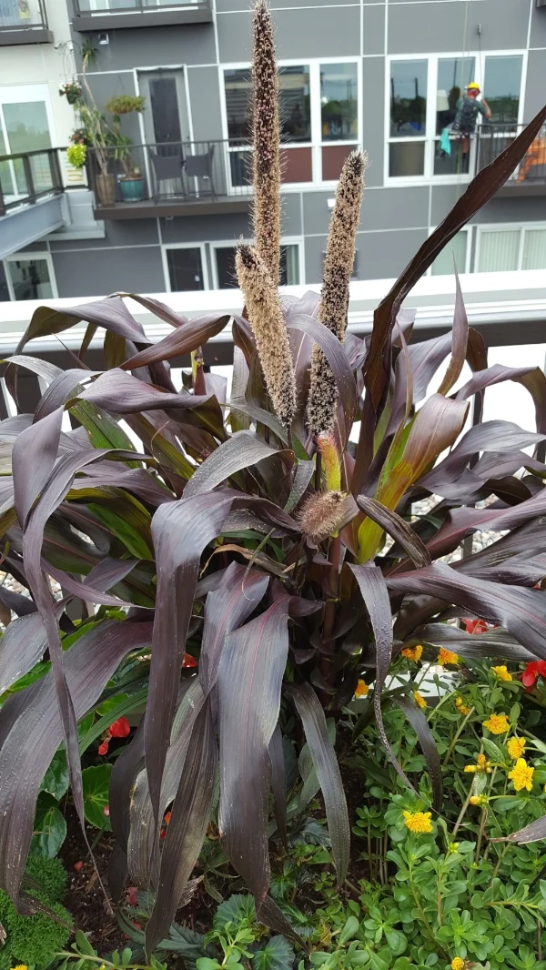 'Jester' is an awesome focal point for containers.