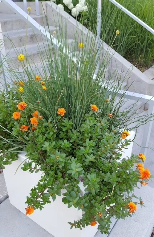 Portulaca 'Colorblast Double Mandarin' is stunning in containers.