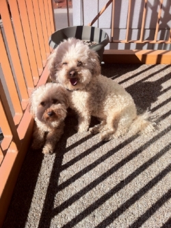 puppies.jpeg