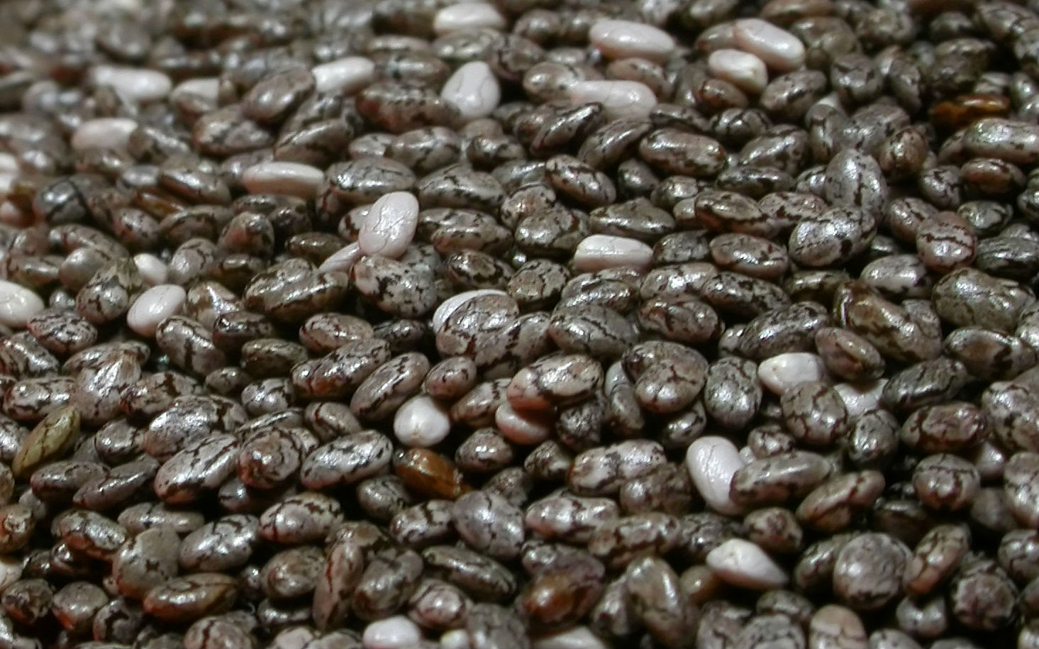 Chia seeds