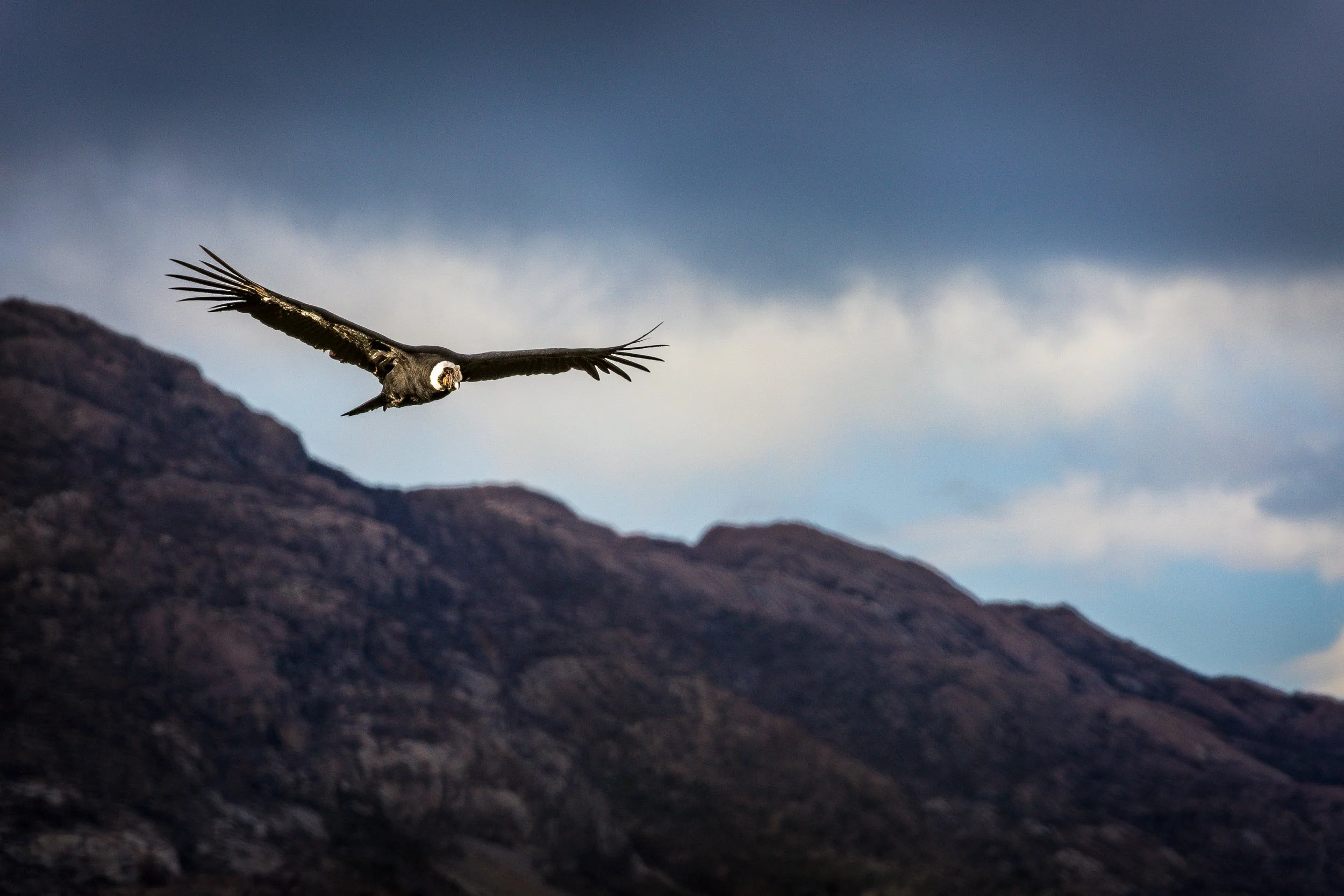 Andean Condor Estancia Cristina.jpg