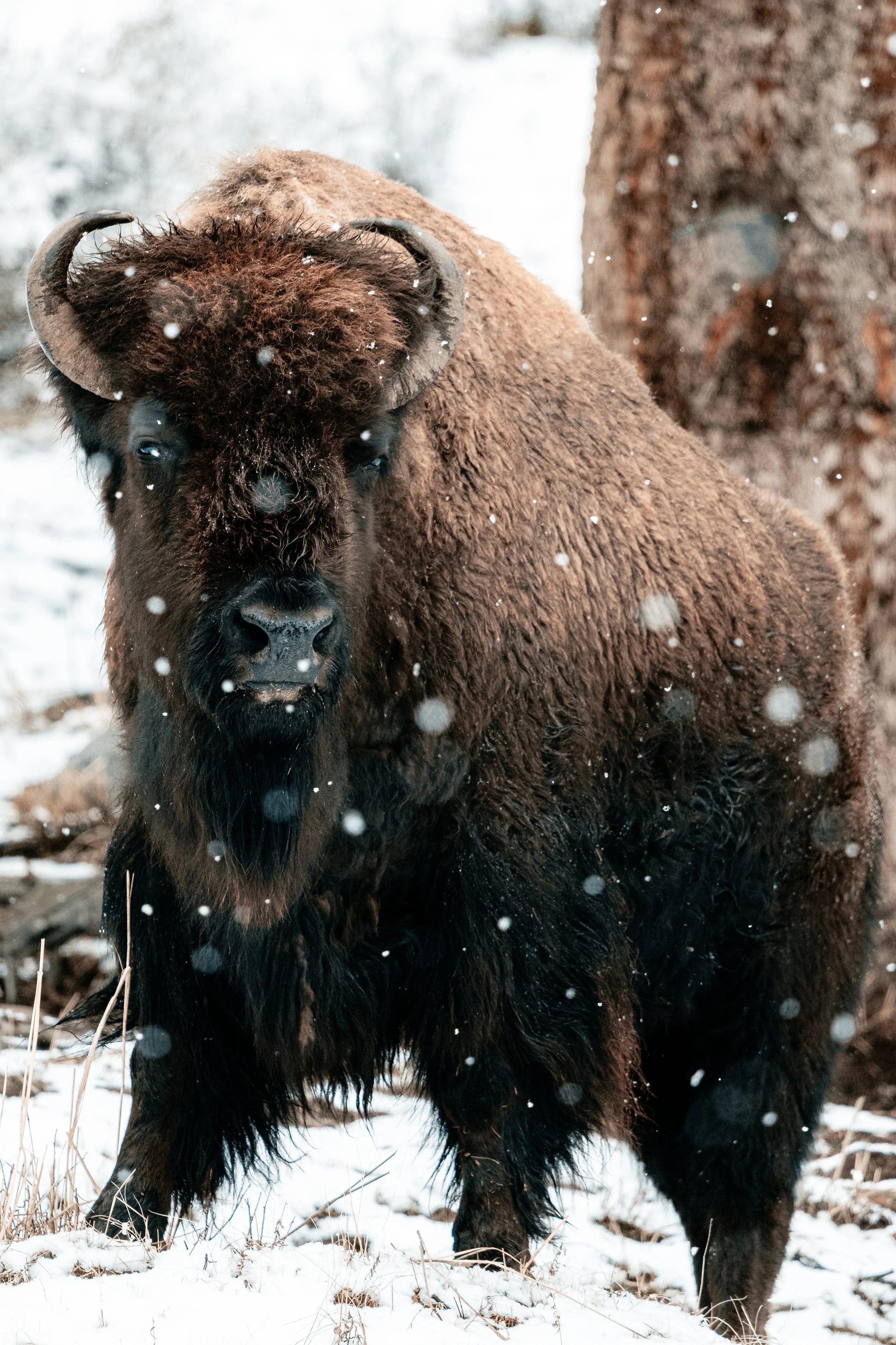 Snowy Bison.JPG