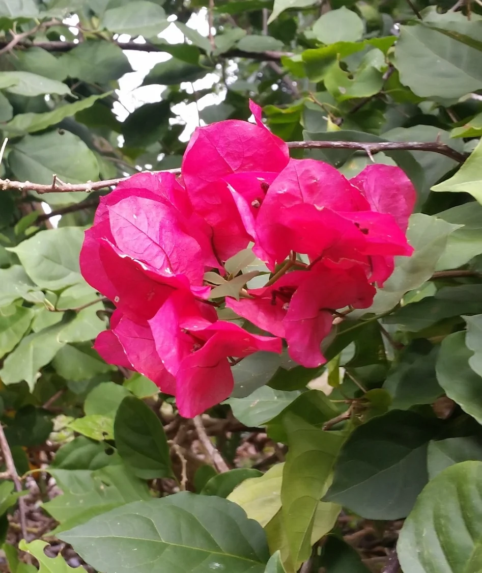 Flower at Cafe Las Flores coffee farm, Nicaragua
