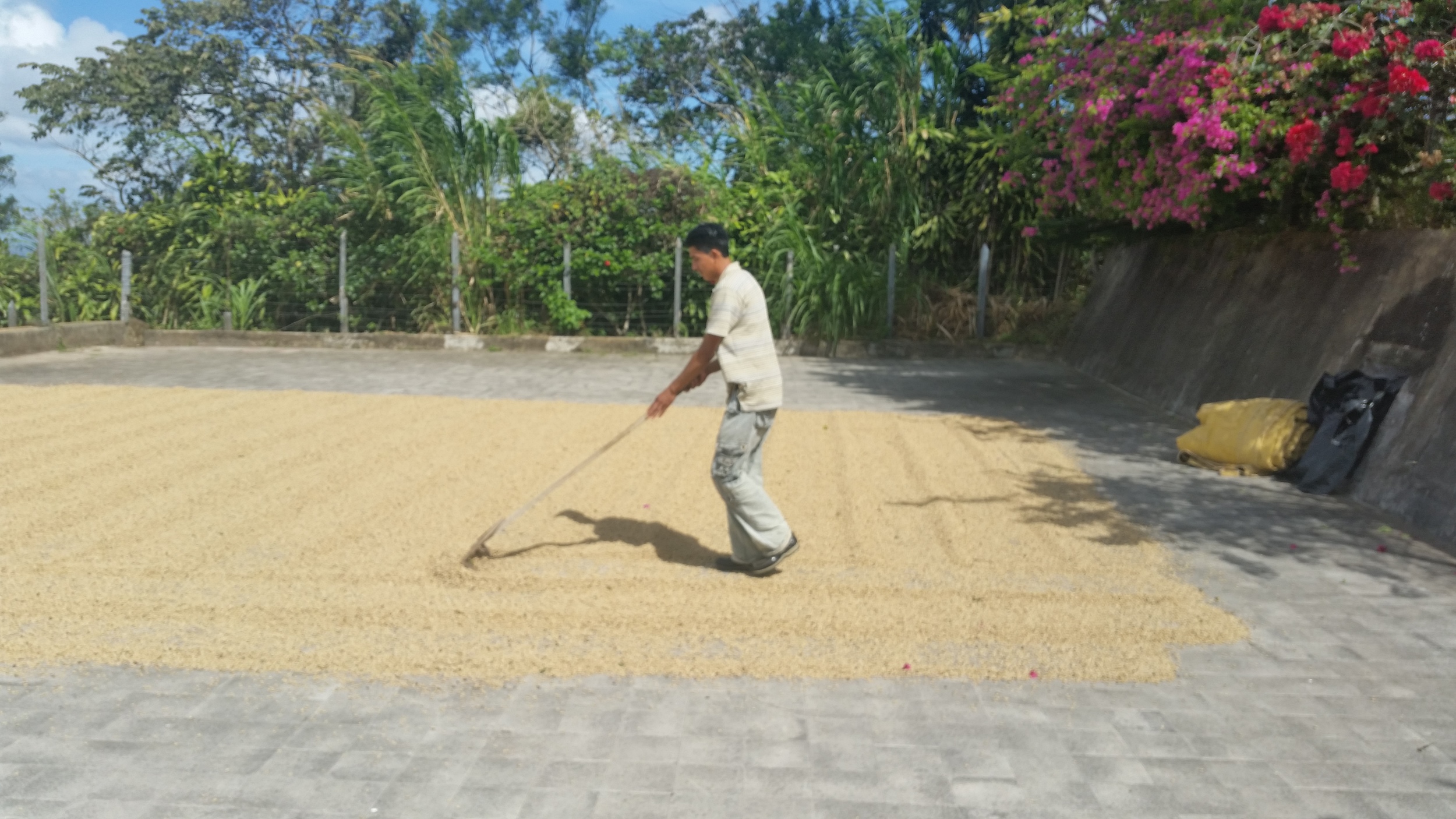 Man turning coffee beans so they dry equally, Cafe Las Flores, Nicaragua