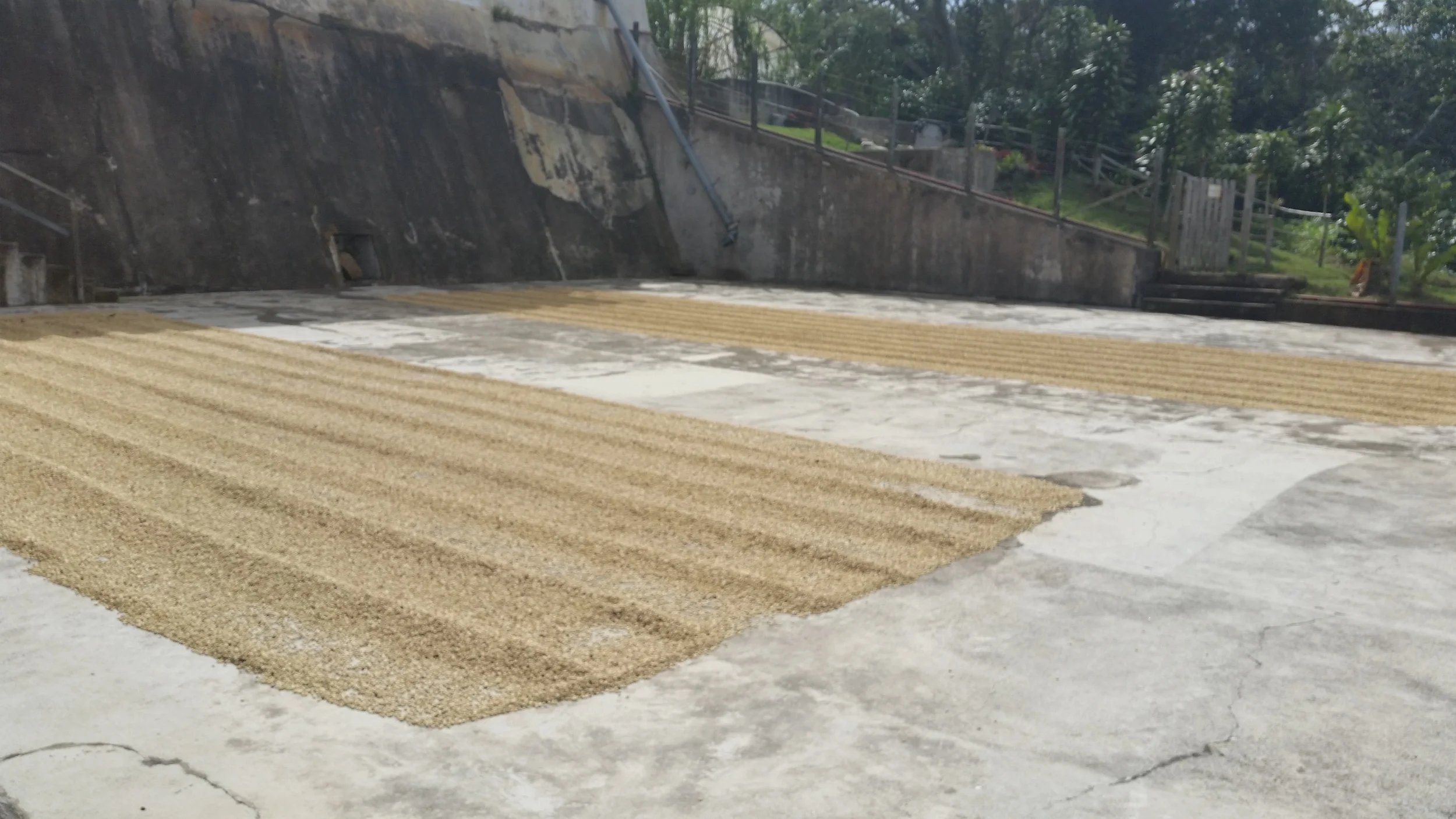 Coffee beans drying after fermentation, Cafe Las Flores, Nicragua