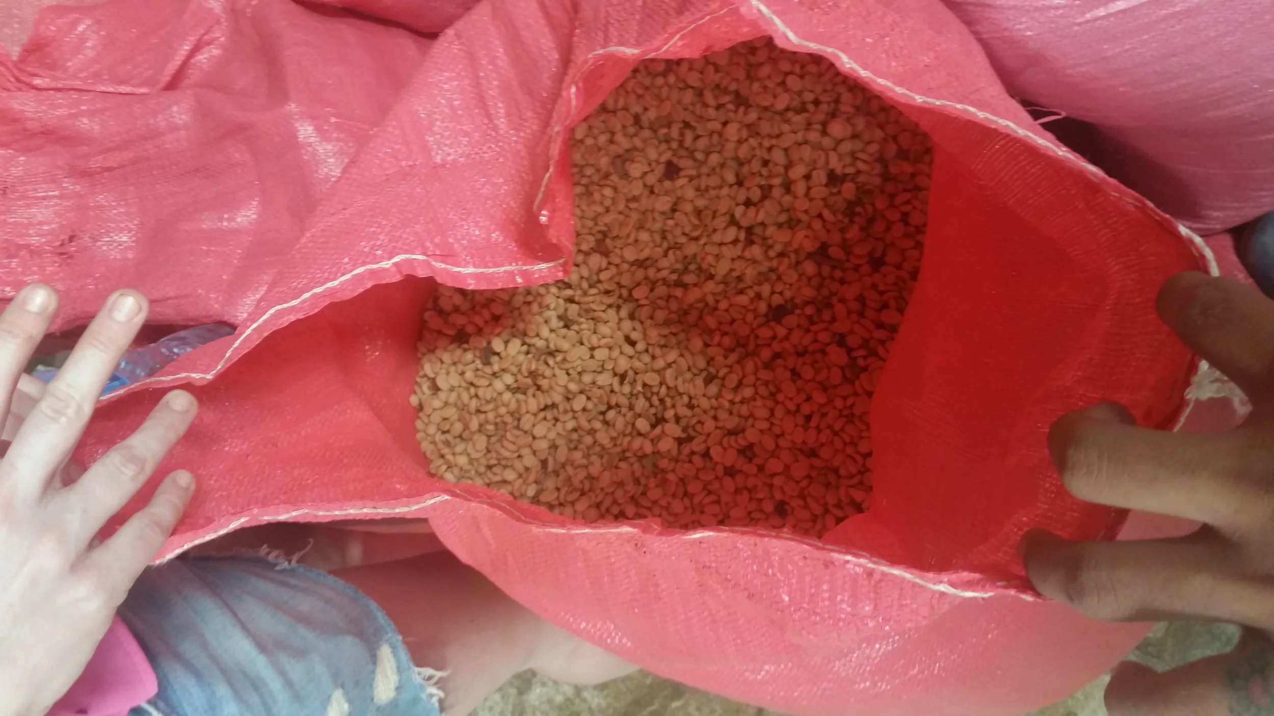 Green coffee beans ready for exportation, Cafe Las Flores, Nicaragua