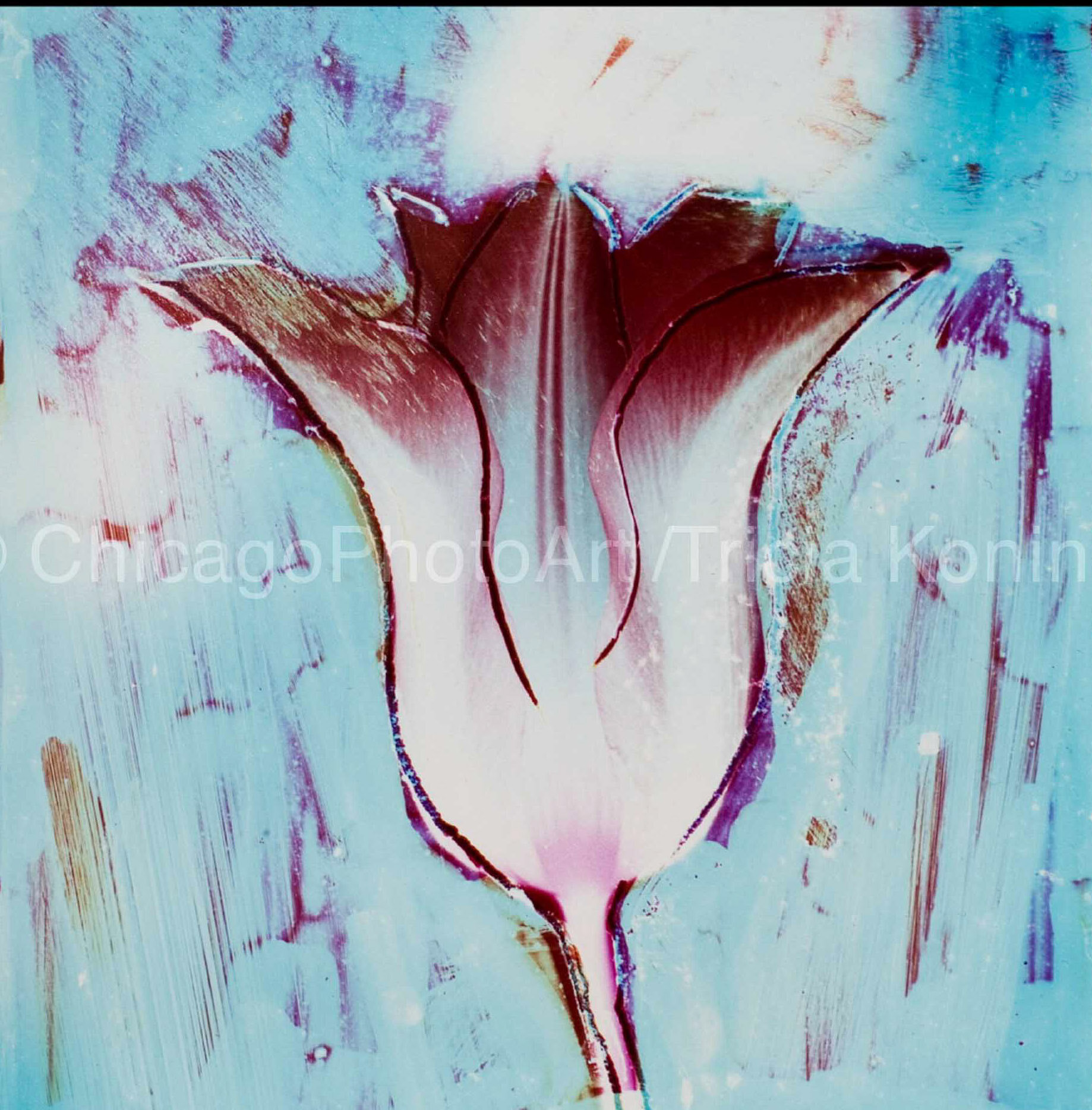 RedTulip.jpg
