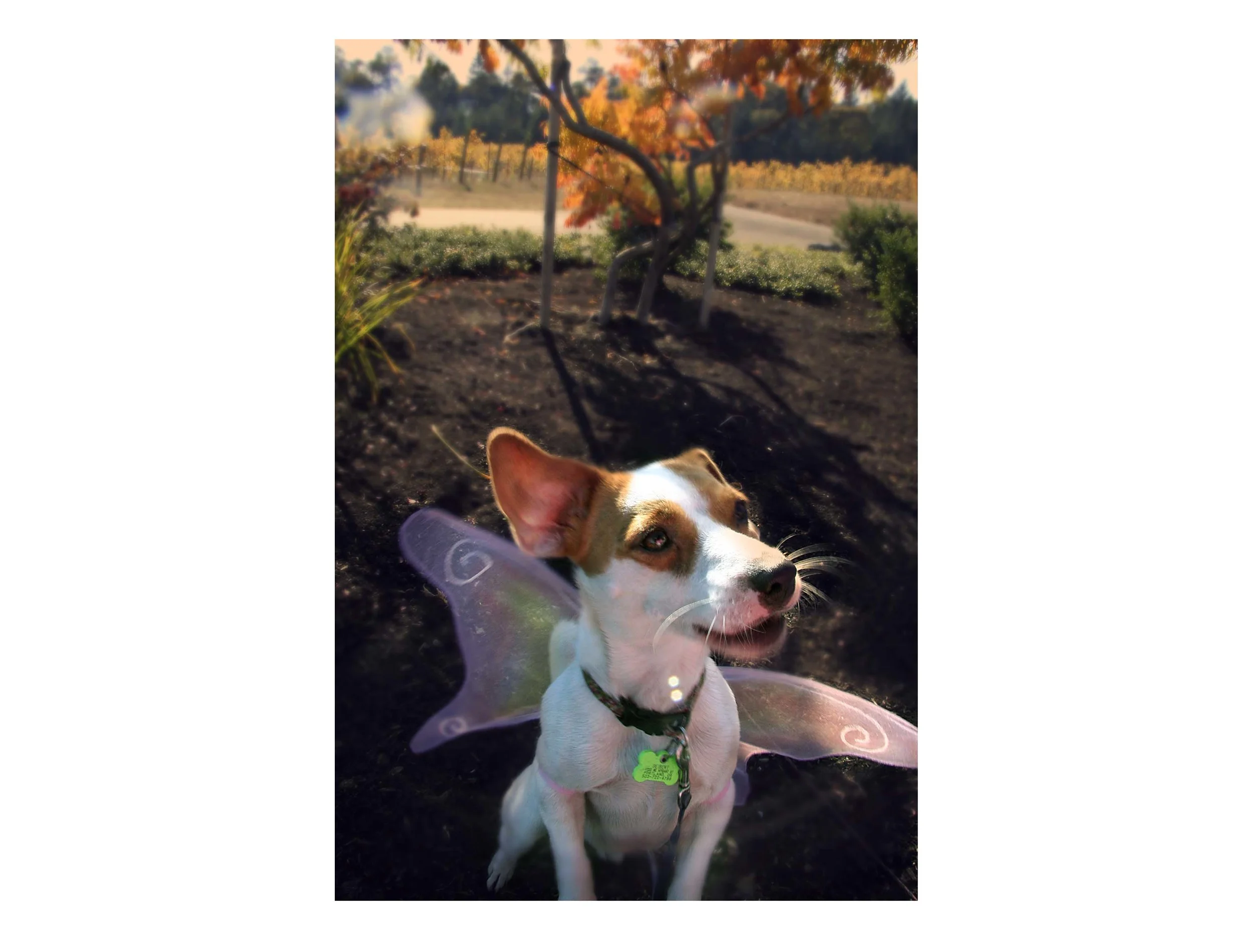 pixiewingspage.jpg