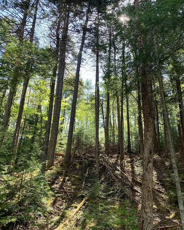 Totally overwhelmed yet utterly bored.  Incredibly lonely and also desperately needing alone time away from my children.  Looking forward to school being over and also wondering what our purpose will be then.  Relieved that I am not juggling remote l