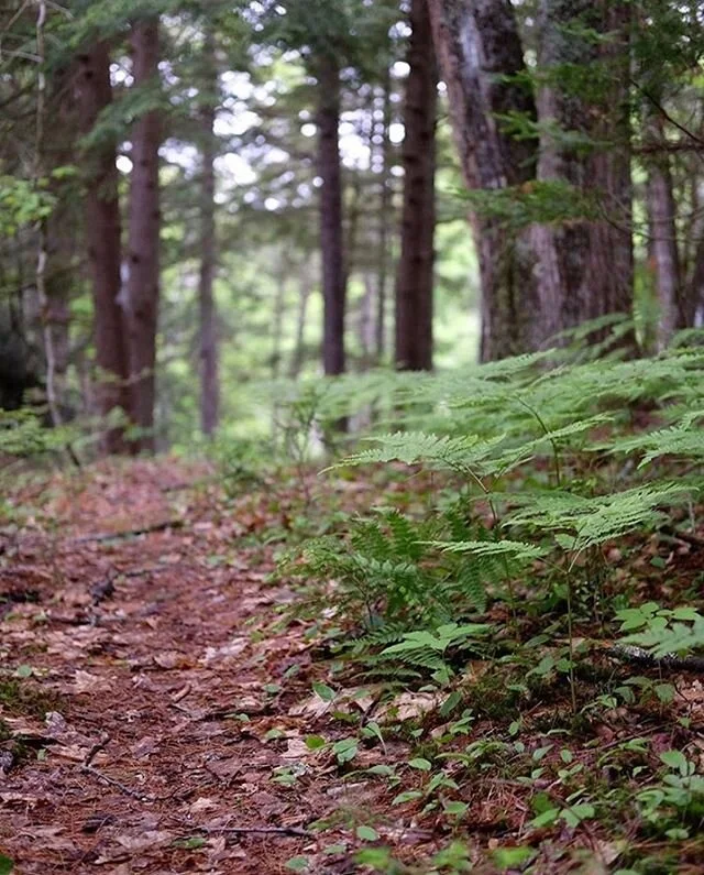 Today in our house we&rsquo;re talking about Juneteenth and taking some action steps towards anti-racism.  I encourage you to do the same.  Here are some suggestions and some of the things we are doing: ▪️Listening to the reading of "Juneteenth 
