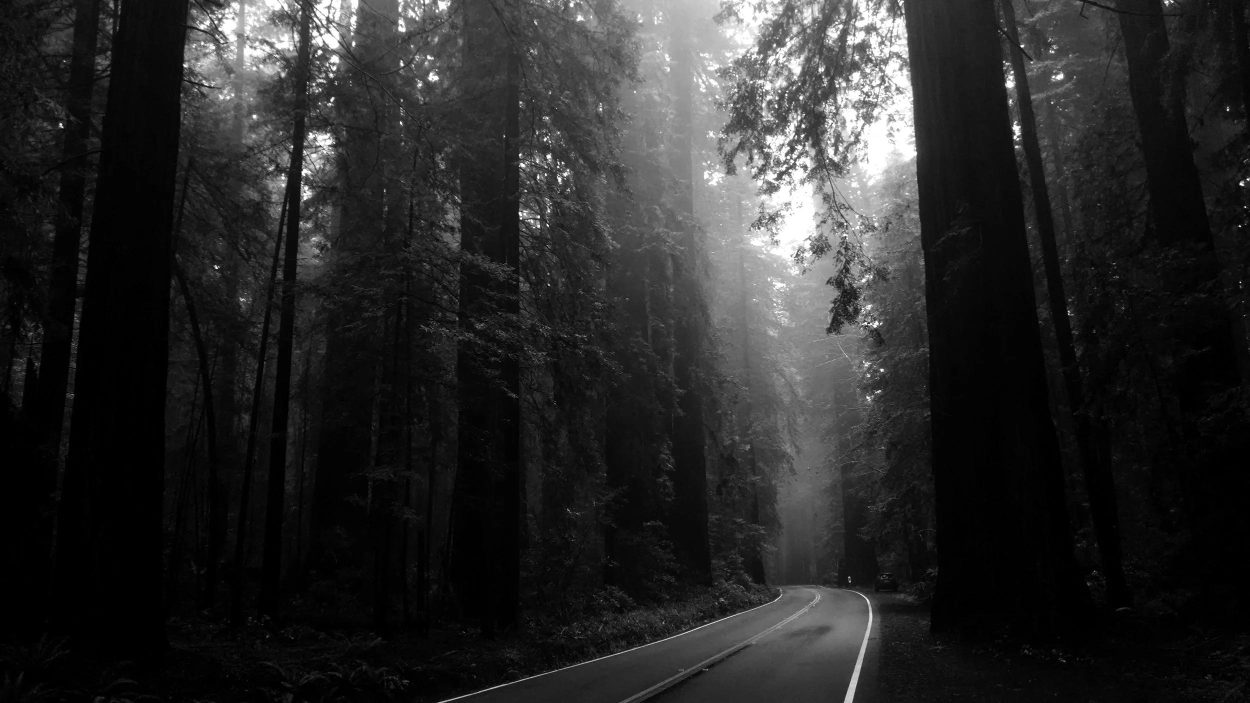 redwood1.jpg