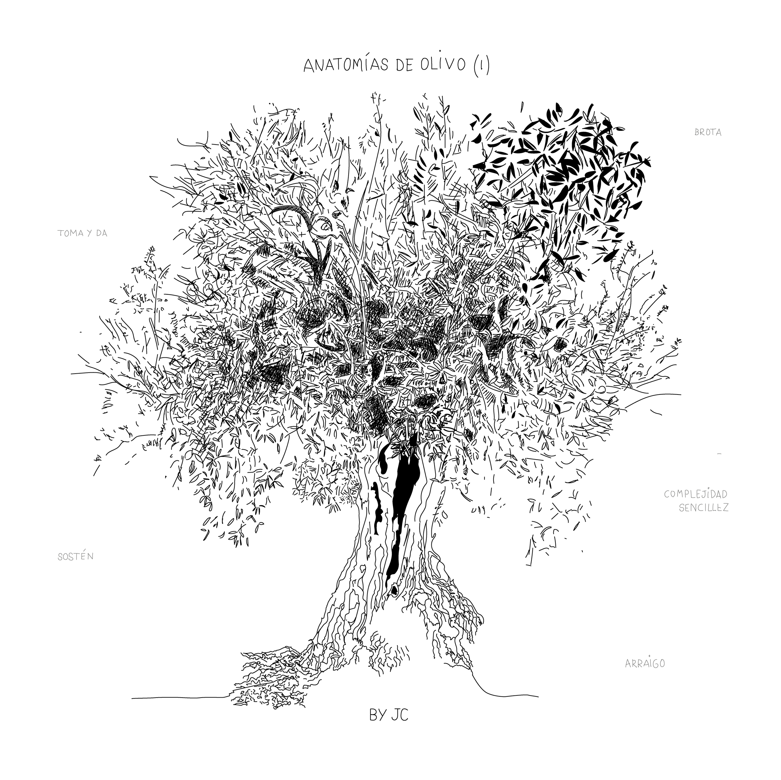 Anatomía de olivo I