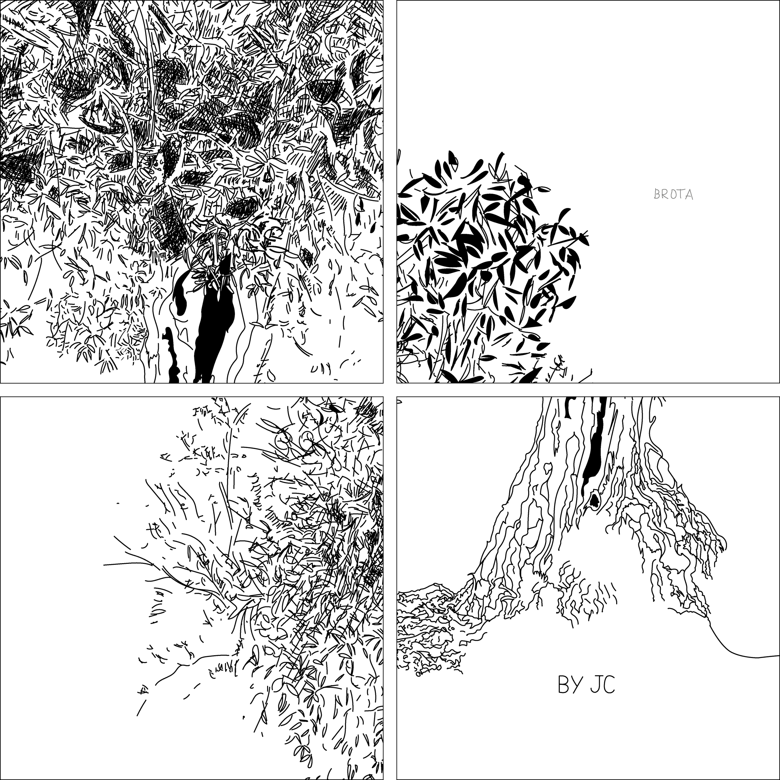 Anatomía de olivo (detalles)