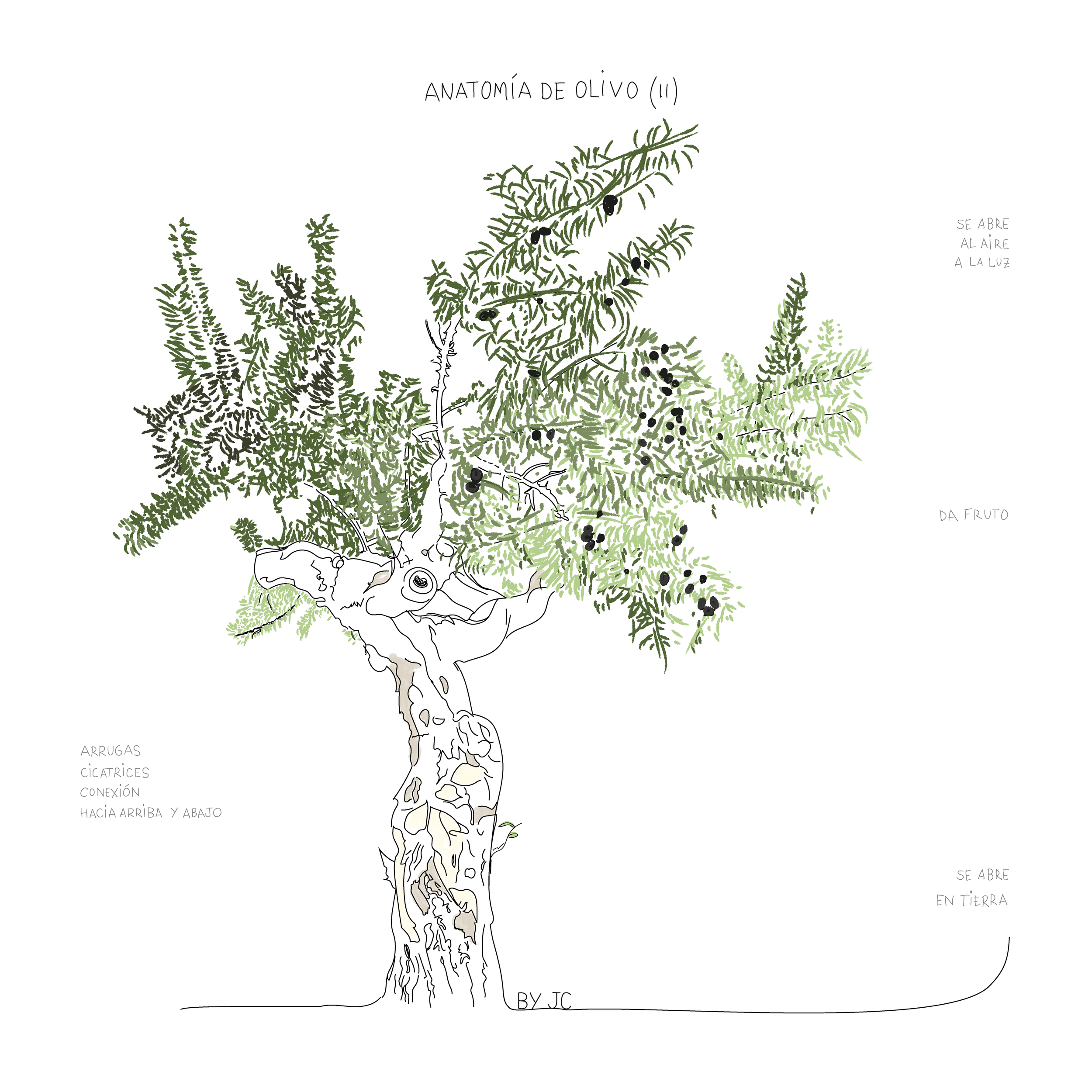 Anatomías de olivo II