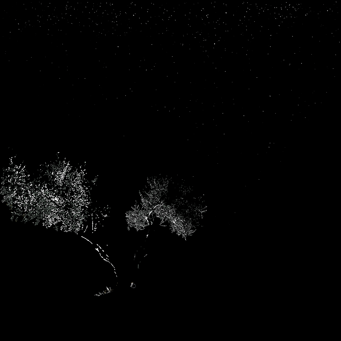 Olivo nocturno (Anatomía de olivo III)