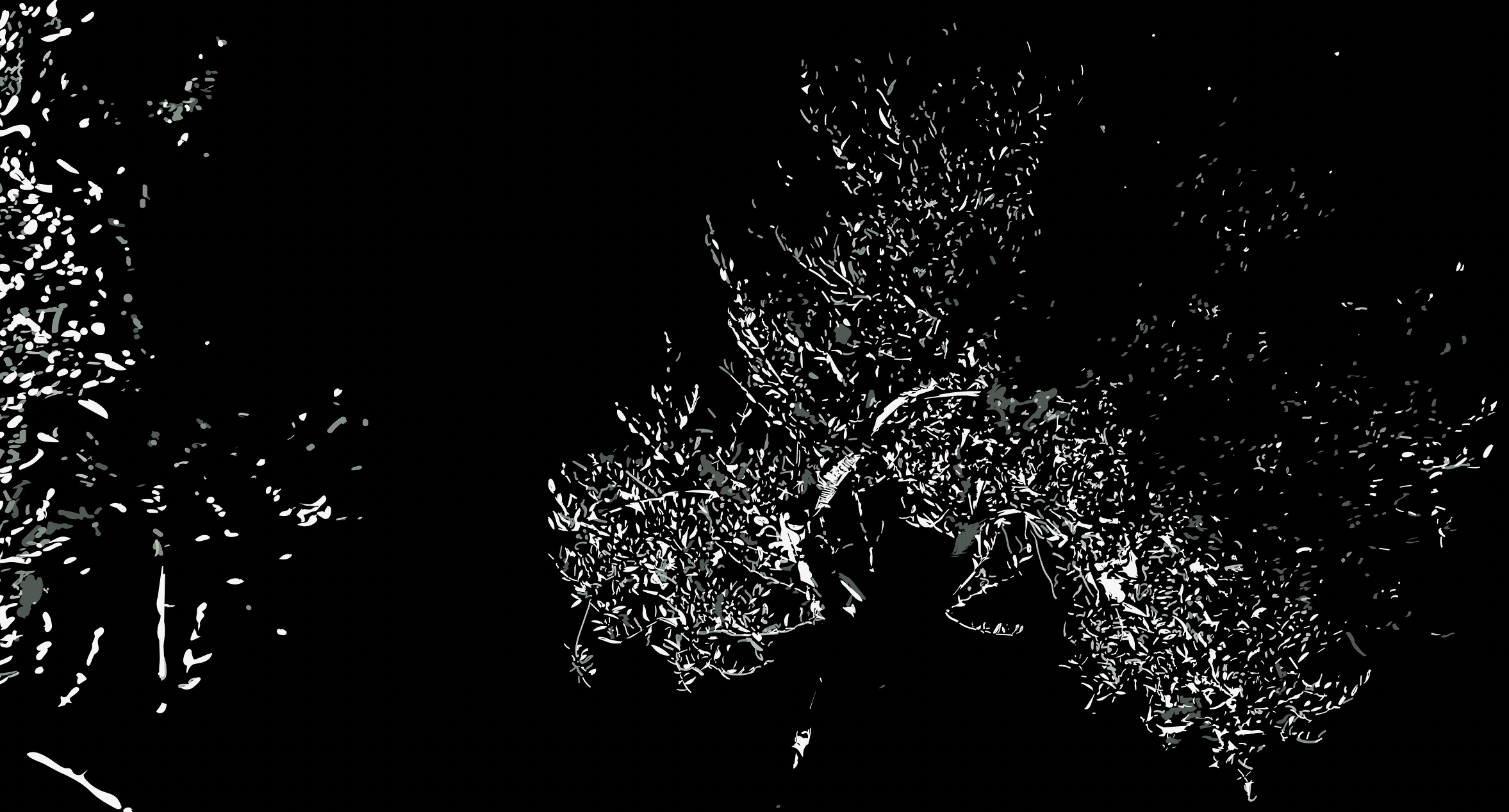 Olivo nocturno (Anatomías de olivo III)