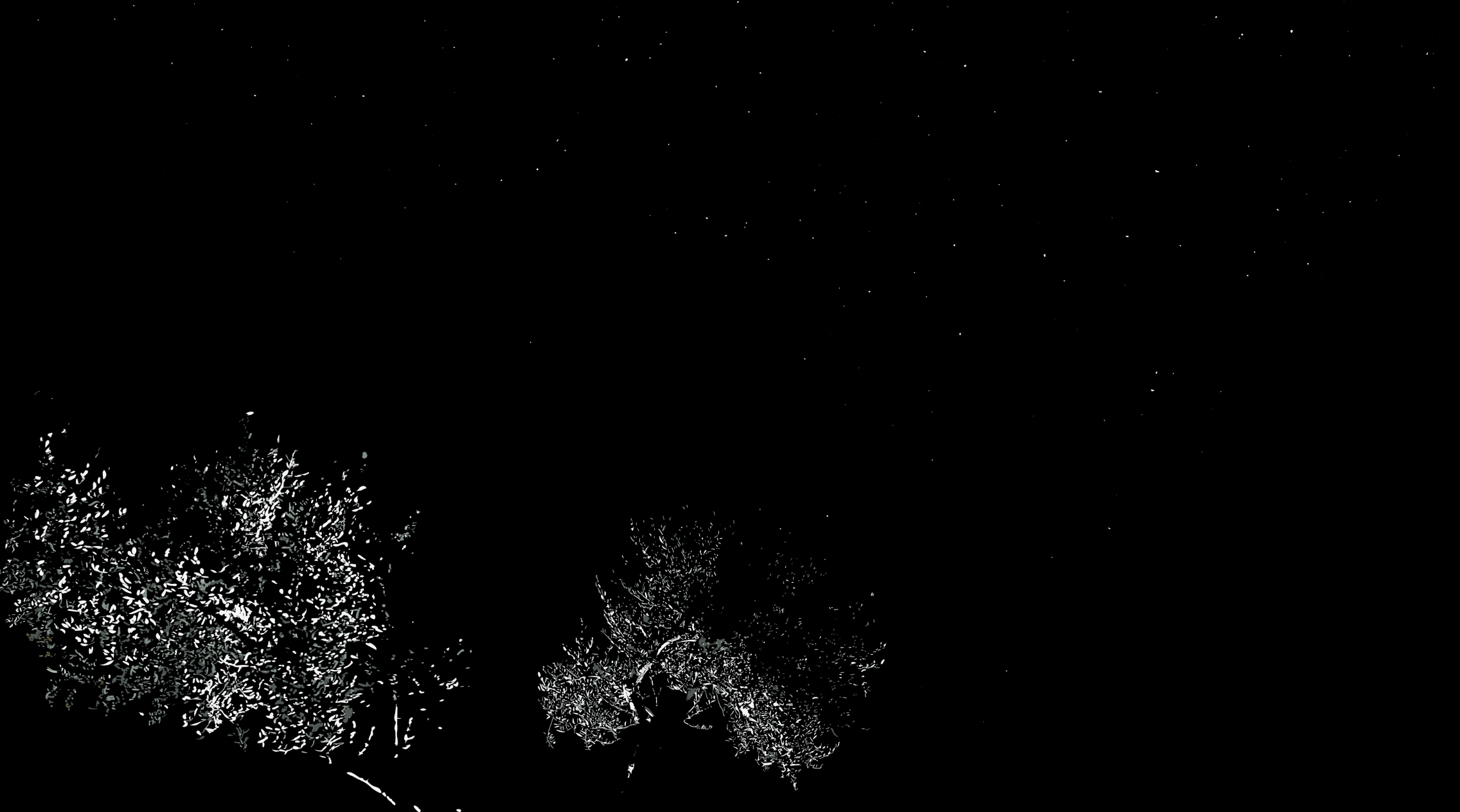 Olivo nocturno (Anatomías de olivo III)