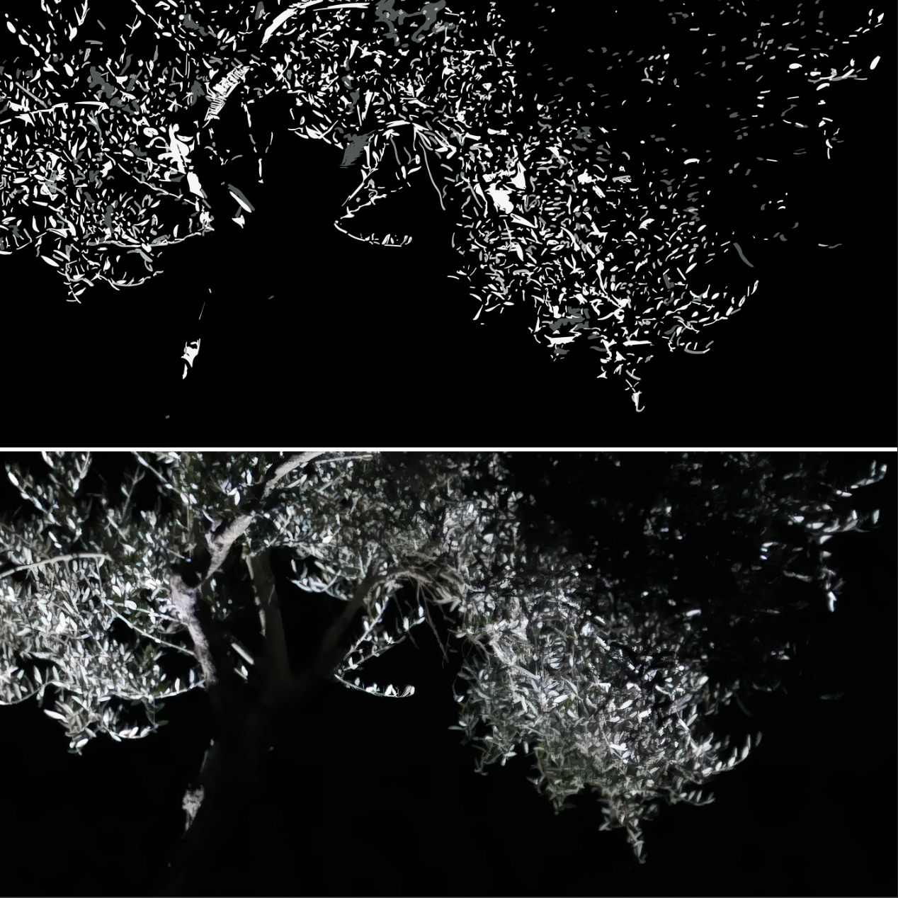 Olivo nocturno I (serie Anatomias de olivo)