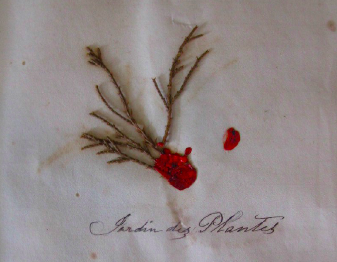 Octavia's plant specimen from her "Book of Relics," 1844