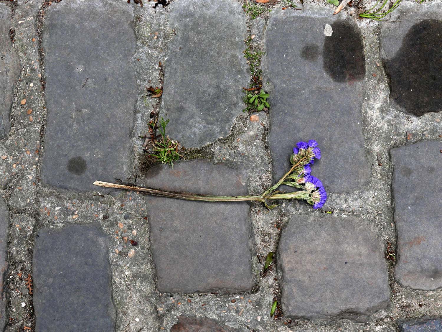 Père Lachaise Cemetery detail