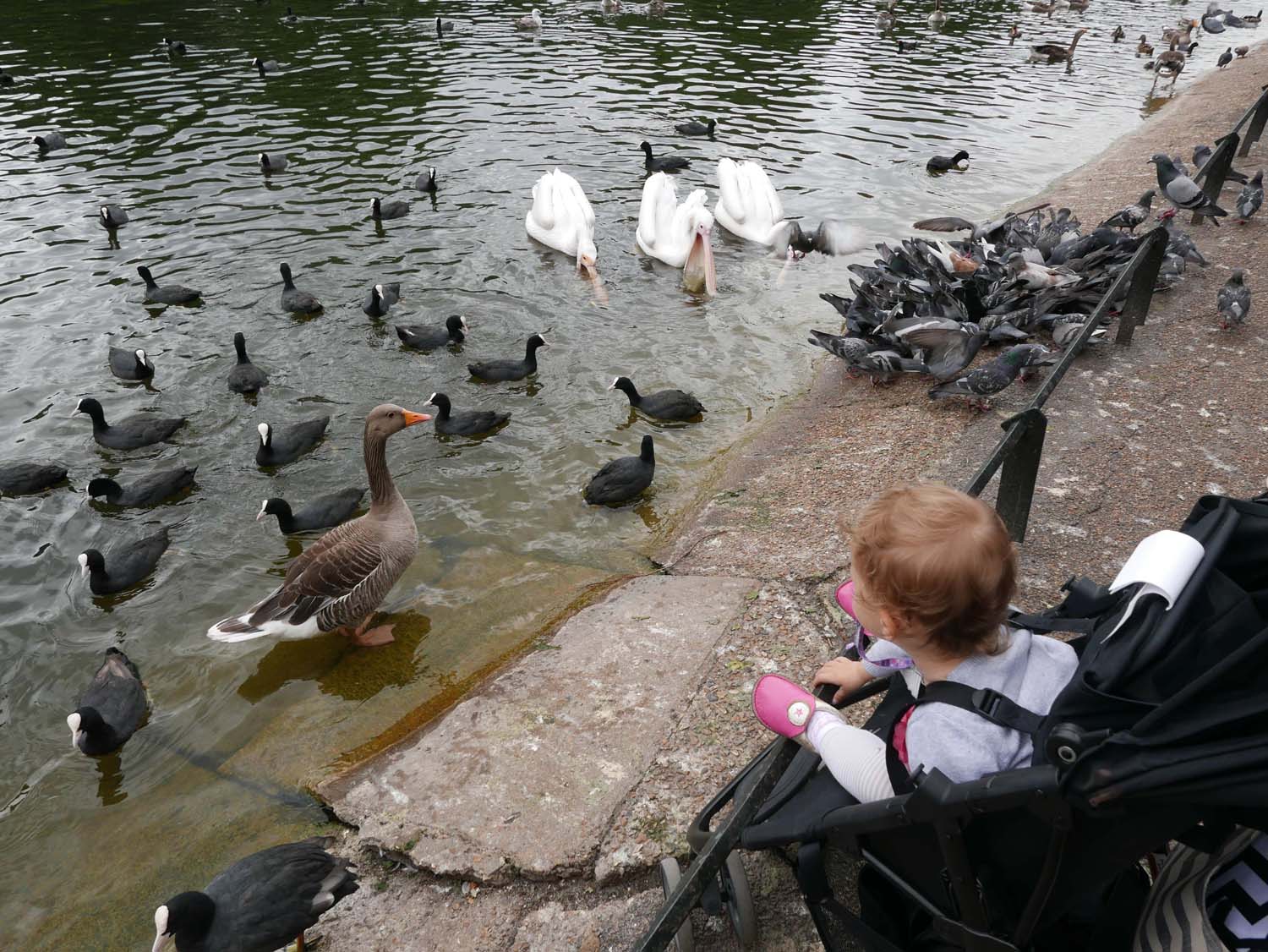 some of the water fowl of St. James Park