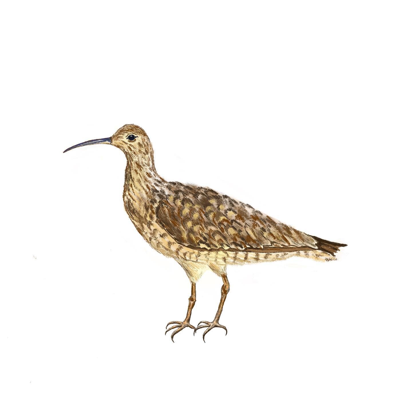 Eskimo Curlew. Critically endangered, presumed extinct. This bird was once the most numerous shorebird in the tundra of Alaska and Canada. The species suffered under un-regulated hunting in the late 19th century and was never able to recover, and the