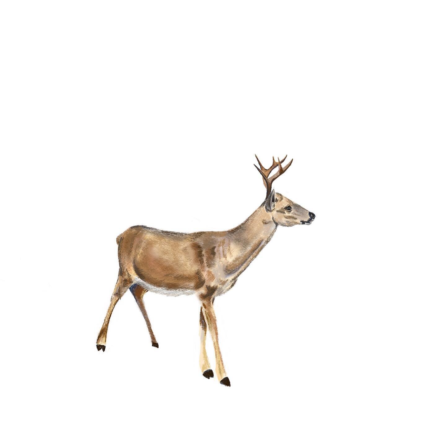 Key Deer. Endangered. The Key deer is a very small subspecies of white-tailed deer that is endemic to the Florida Keys. Fully-grown adults only average 26&rdquo; high at the shoulder. There are only 700-800 of these deer remaining, and they are threa