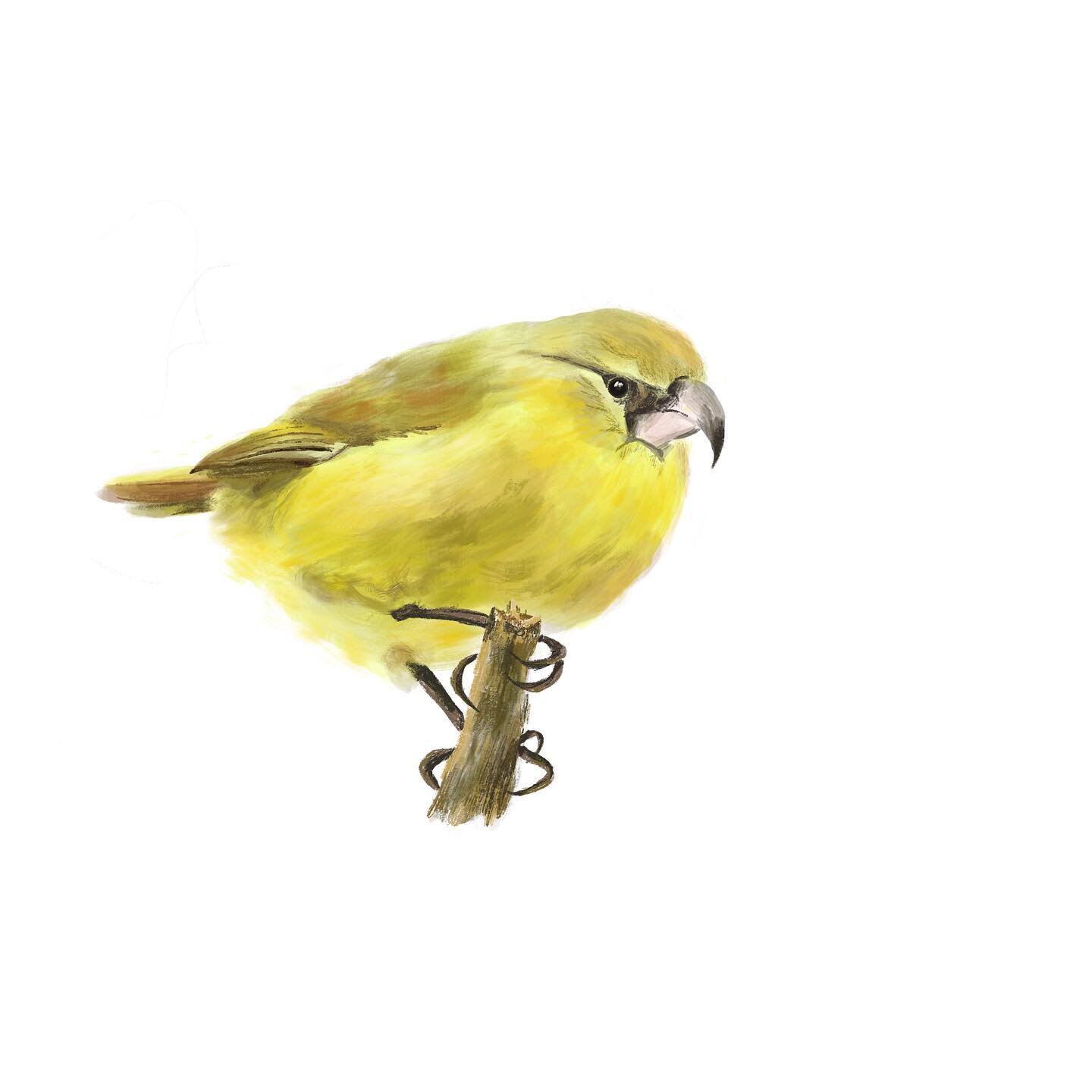 Maui Parrotbill. Critically Endangered. This is a rare species of Hawaiian honeycreeper and is only found in 50 sq km of wet forest on Maui. There are only about 500 of these birds remaining, threatened by habitat loss and introduced pests such as ra