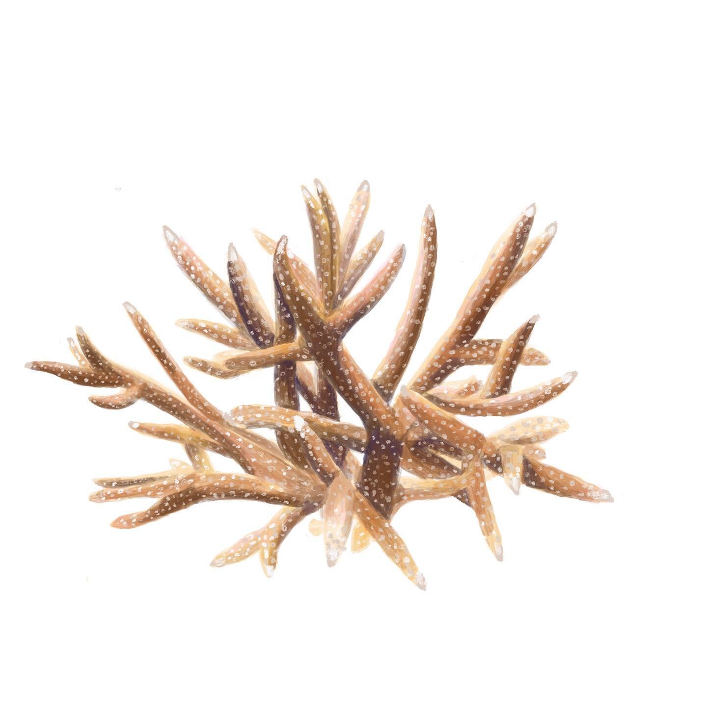 Staghorn Coral. Critically Endangered. This is one of the most important corals in the Caribbean, having built reefs that are 5,000 years old that are home to other animals. This coral was affected by a severe disease in the 1980s that wiped out a si