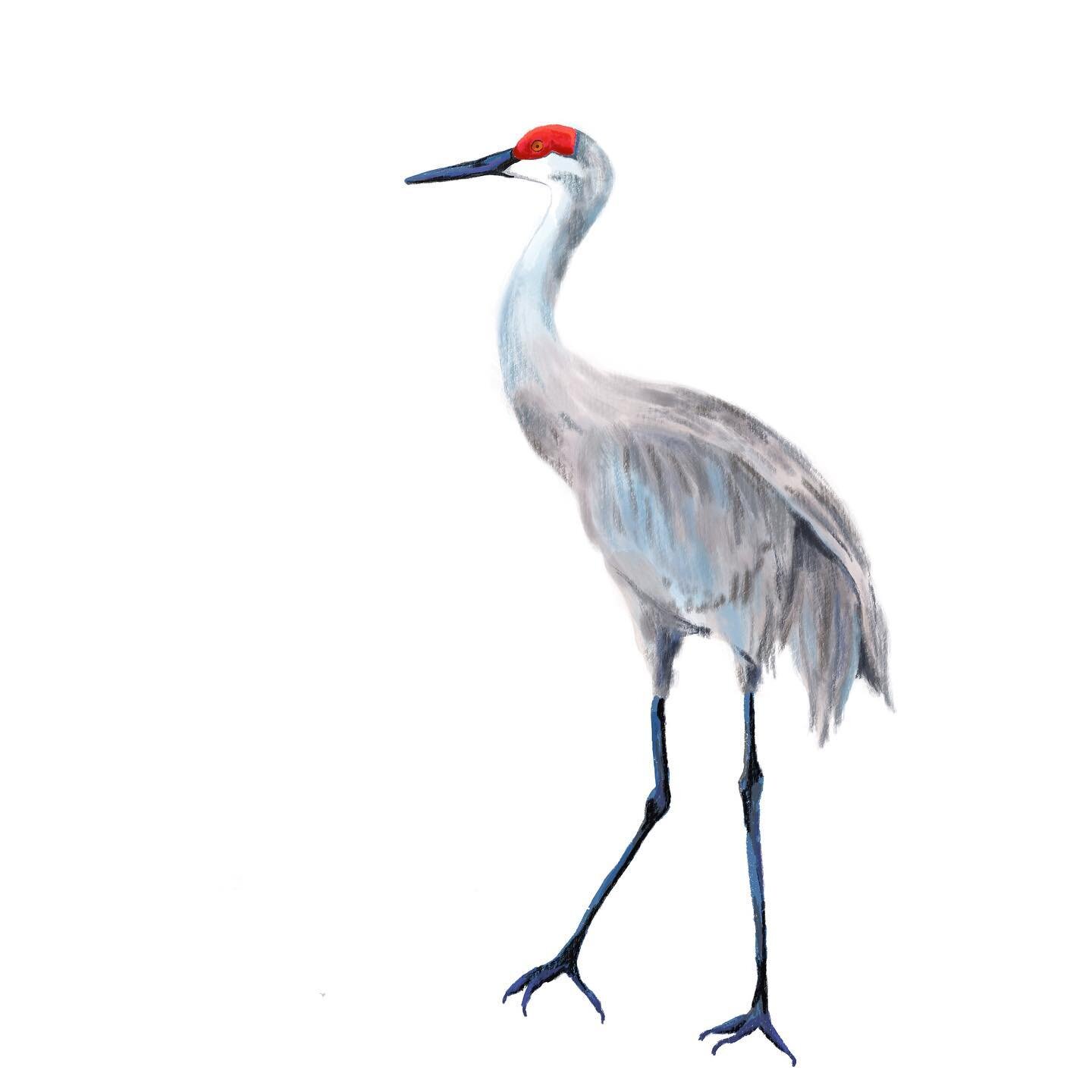 Mississippi Sandhill Crane. Critically Endangered. These cranes are a subspecies of sandhill crane that are only found on or near the Mississippi Sandhill Crane Wildlife Refuge. There are only about 100 remaining, threatened by habitat loss.
.
.
#one