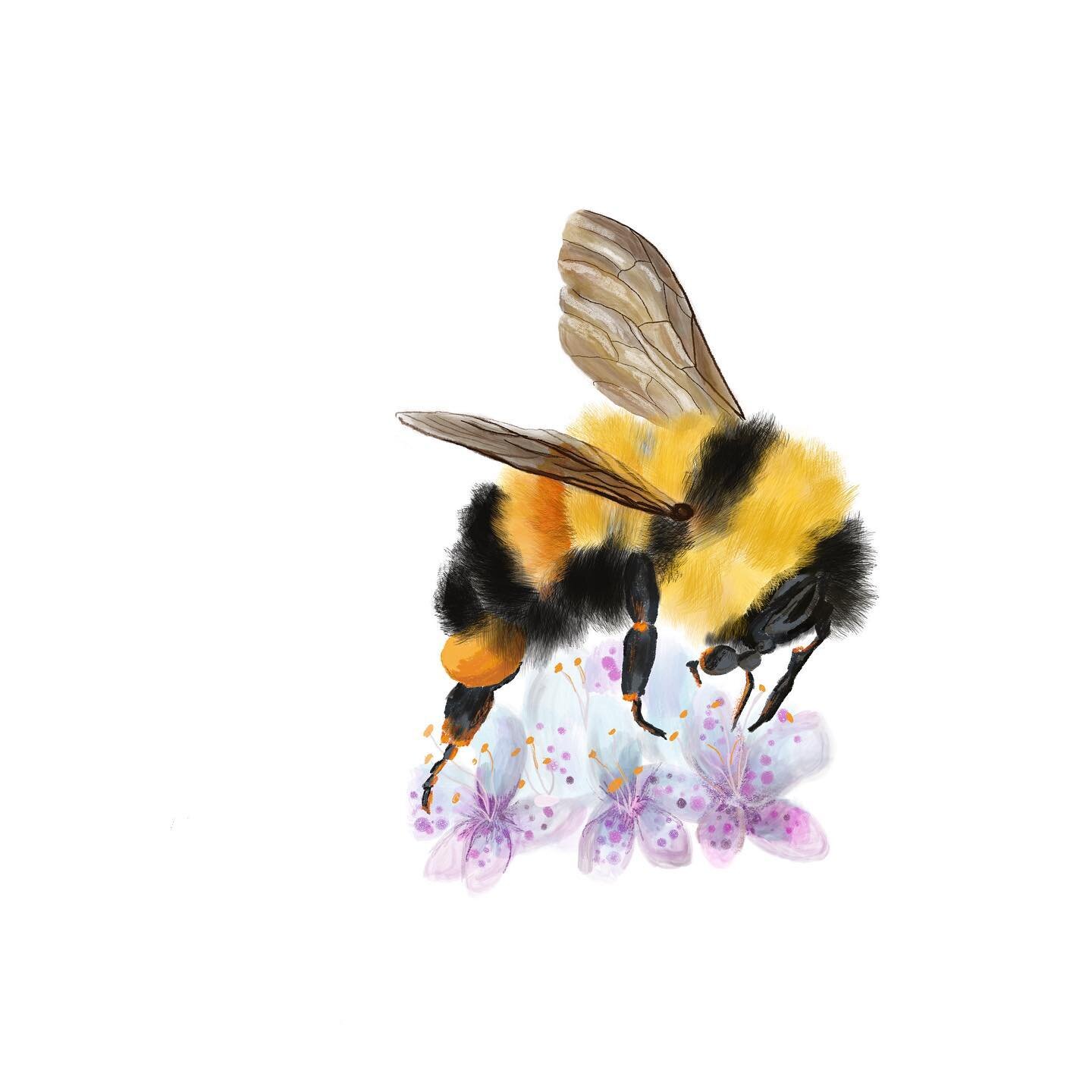 Rusty Patched Bumble Bee. Endangered. This species of bumble bee has declined 87% in the last twenty years. It is threatened by pesticide use, climate change, habitat loss, intensive farming and disease. 
.
.
.
.
#endangeredspecies #rustypatchedbumbl