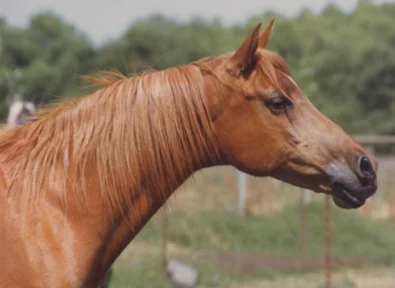 daurita6.jpg