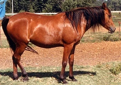 seranetta2.jpg