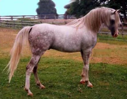 aurmystique2.jpg