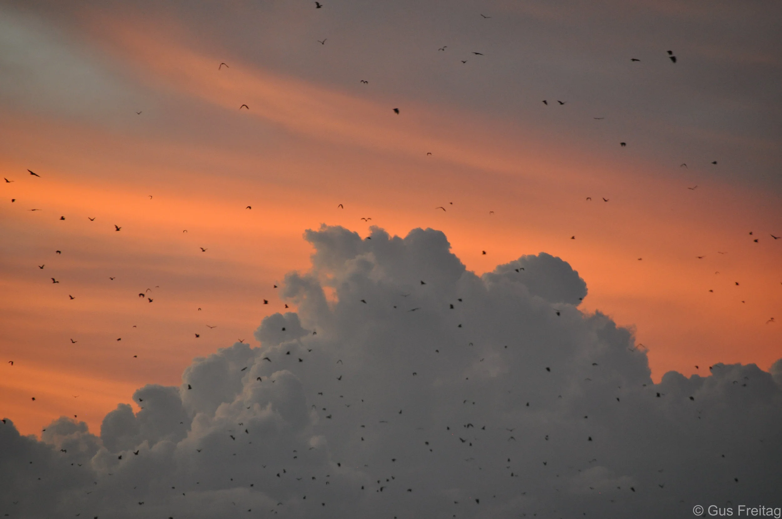 Kasanka National Park, Zambia